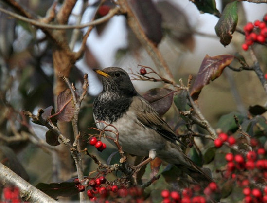 Tordo Golanera - Turdus atrogularis